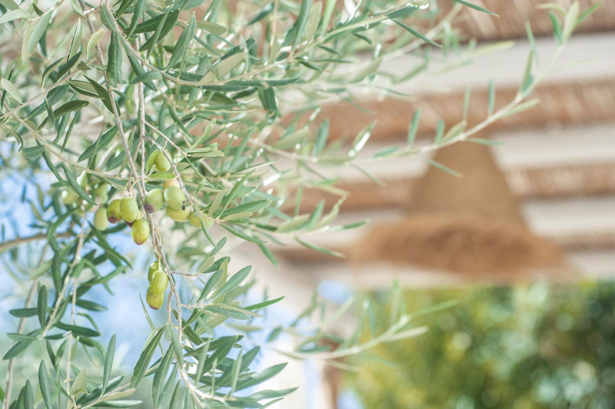 Dimora Il Mandorlo Hotell Ostuni Exteriör bild